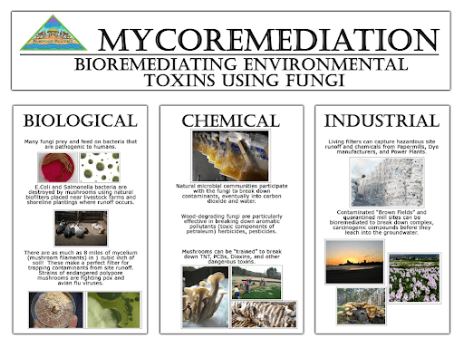 Mycoremediation: How Fungi Can Repair Our Land